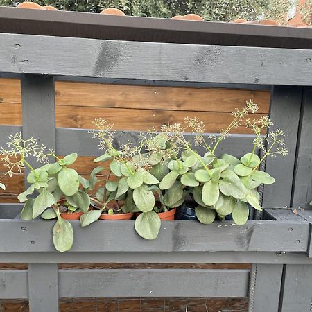 Casa Sivori Sul Lago Di Garda Con Ampio Giardino Desenzano del Garda Kültér fotó