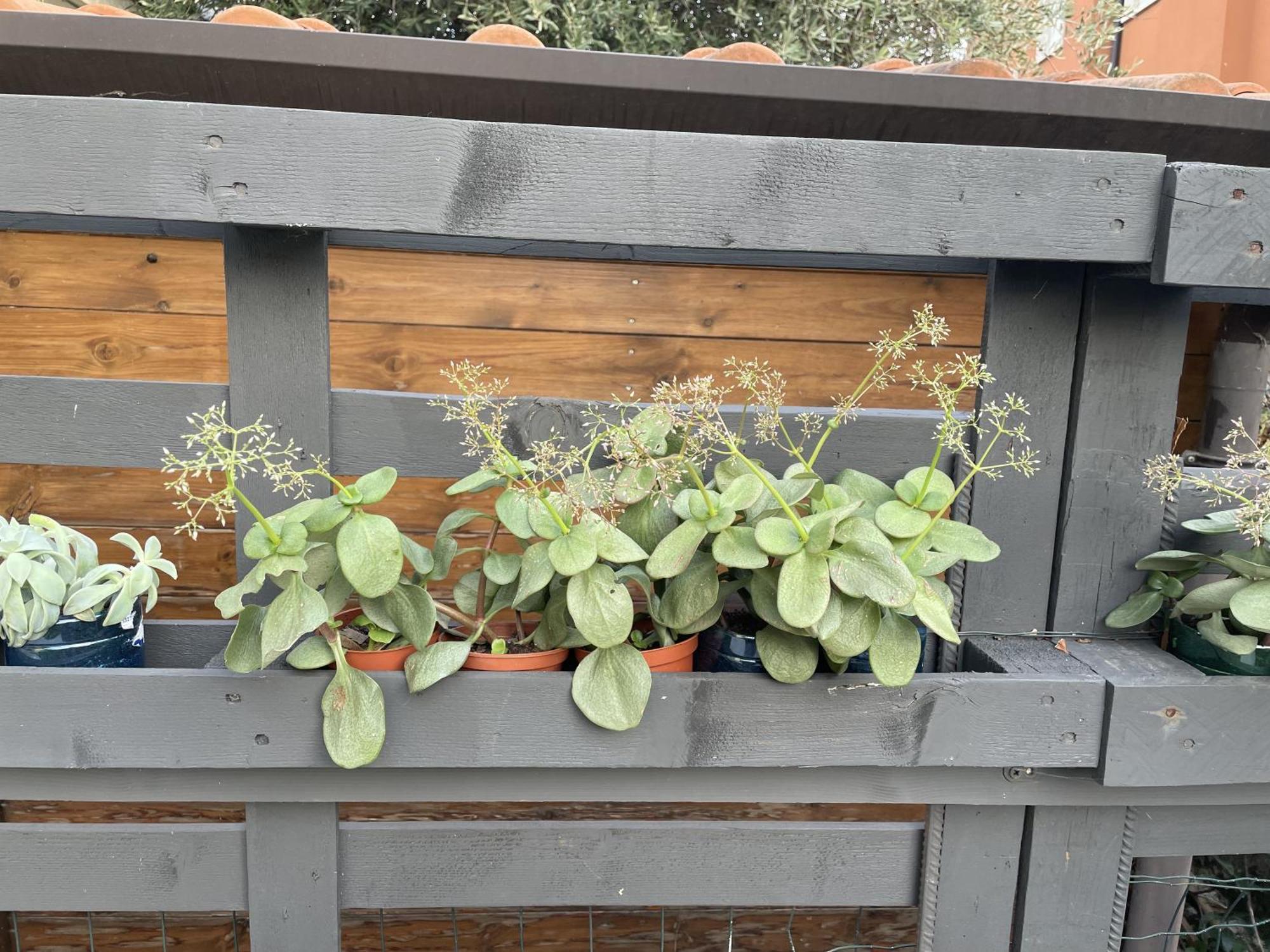 Casa Sivori Sul Lago Di Garda Con Ampio Giardino Desenzano del Garda Kültér fotó